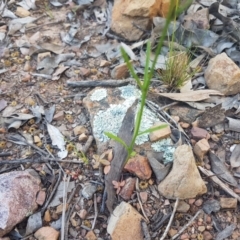 Linaria pelisseriana at Karabar, NSW - 22 Oct 2021