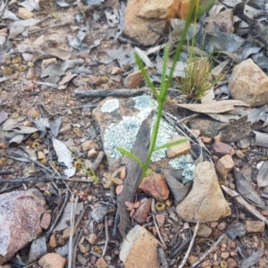 Linaria pelisseriana at Karabar, NSW - 22 Oct 2021