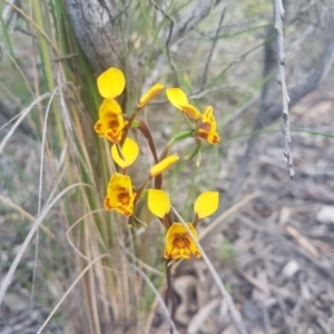 Diuris semilunulata at Karabar, NSW - suppressed