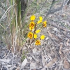 Diuris semilunulata at Karabar, NSW - 22 Oct 2021