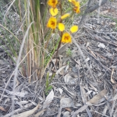 Diuris semilunulata at Karabar, NSW - 22 Oct 2021