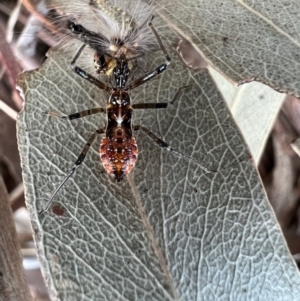 Reduviidae (family) at Murrumbateman, NSW - 21 Oct 2021 05:02 PM