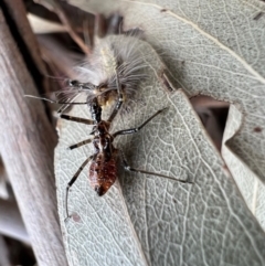 Reduviidae (family) at Murrumbateman, NSW - 21 Oct 2021 05:02 PM