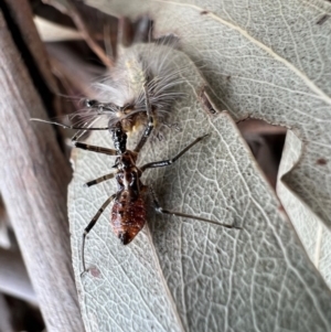 Reduviidae (family) at Murrumbateman, NSW - 21 Oct 2021