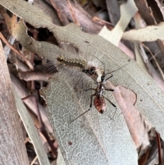 Reduviidae (family) at Murrumbateman, NSW - 21 Oct 2021 05:02 PM