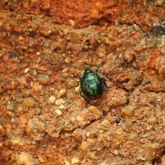 Cermatulus nasalis (Predatory shield bug, Glossy shield bug) at Paddys River, ACT - 22 Oct 2021 by Liam.m