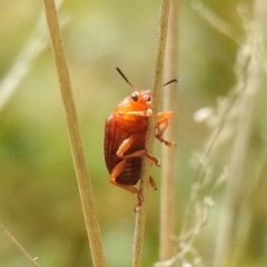 Chrysomelidae sp. (family) (Unidentified Leaf Beetle) at Paddys River, ACT - 22 Oct 2021 by Liam.m