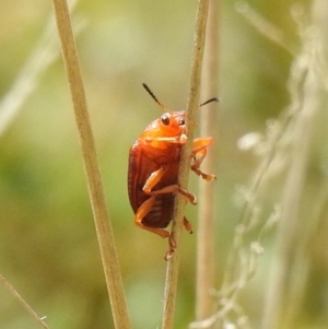 Calomela ioptera at Paddys River, ACT - suppressed