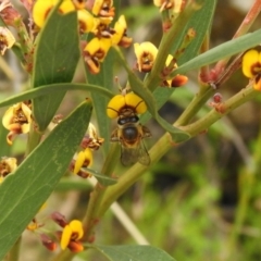 Trichocolletes sp. (genus) at Paddys River, ACT - suppressed