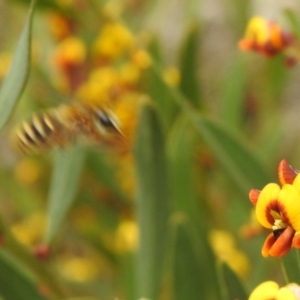 Trichocolletes sp. (genus) at Paddys River, ACT - suppressed