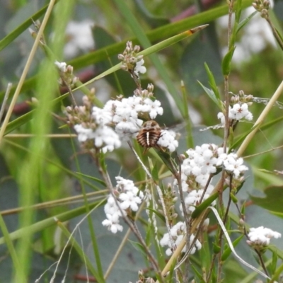 Sisyromyia sp. (genus) (A bee fly) at Paddys River, ACT - 22 Oct 2021 by Liam.m