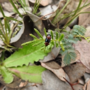 Calomela moorei at Carwoola, NSW - suppressed