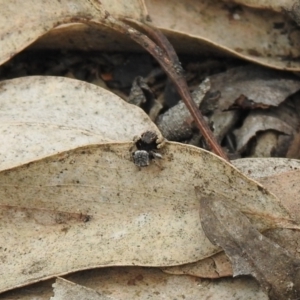 Maratus vespertilio at Carwoola, NSW - 21 Oct 2021