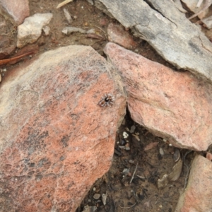 Maratus calcitrans at Carwoola, NSW - suppressed