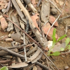 Maratus calcitrans at Carwoola, NSW - suppressed