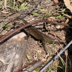 Liopholis whitii (White's Skink) at Booth, ACT - 23 Oct 2021 by KMcCue