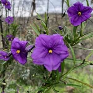 Solanum linearifolium at Booth, ACT - 23 Oct 2021 01:21 PM