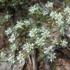 Poranthera microphylla (Small Poranthera) at Farrer Ridge - 22 Oct 2021 by MatthewFrawley