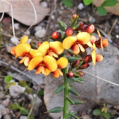 Daviesia ulicifolia (Gorse Bitter-pea) at Tennent, ACT - 23 Oct 2021 by JohnBundock