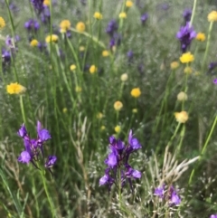 Linaria pelisseriana (Pelisser's Toadflax) at Yarralumla, ACT - 23 Oct 2021 by MMV