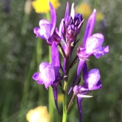 Linaria pelisseriana at Yarralumla, ACT - 23 Oct 2021