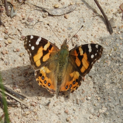 Vanessa kershawi (Australian Painted Lady) at Farrer Ridge - 23 Oct 2021 by MatthewFrawley