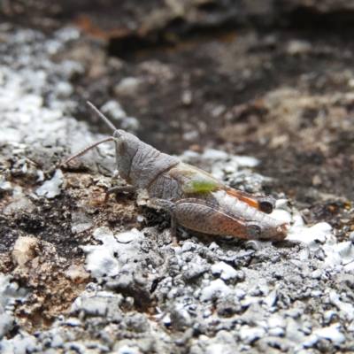 Pardillana limbata (Common Pardillana) at Farrer Ridge - 23 Oct 2021 by MatthewFrawley