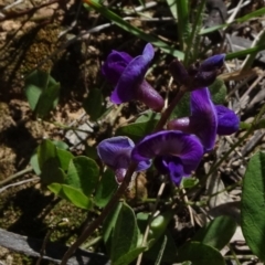 Glycine tabacina (Variable Glycine) at National Arboretum Forests - 8 Nov 2020 by JanetRussell