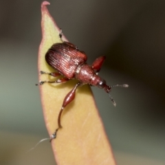 Euops sp. (genus) (A leaf-rolling weevil) at Molonglo Valley, ACT - 20 Oct 2021 by AlisonMilton