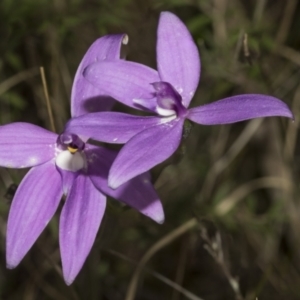 Glossodia major at Molonglo Valley, ACT - 21 Oct 2021