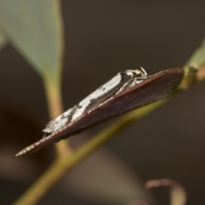 Philobota lysizona at Molonglo Valley, ACT - 21 Oct 2021