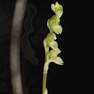 Hymenochilus sp. at Molonglo Valley, ACT - suppressed