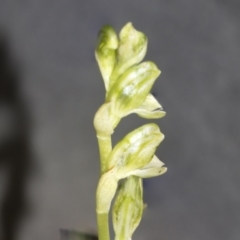 Hymenochilus sp. at Molonglo Valley, ACT - suppressed