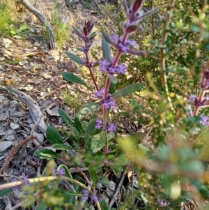 Ajuga australis at Paddys River, ACT - 23 Oct 2021