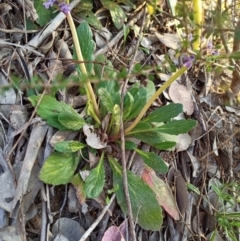 Ajuga australis at Paddys River, ACT - 23 Oct 2021