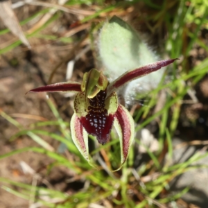 Caladenia actensis at suppressed - 16 Sep 2021