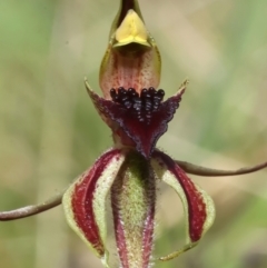 Caladenia actensis at suppressed - 16 Sep 2021