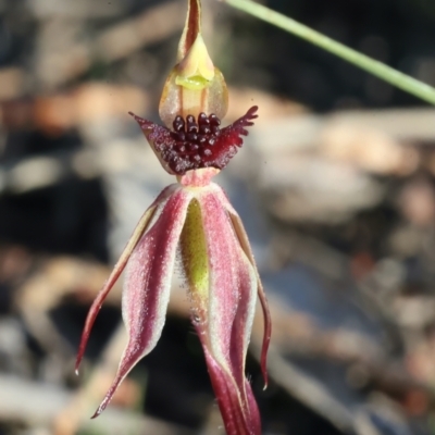 Caladenia actensis (Canberra Spider Orchid) at Hackett, ACT - 16 Sep 2021 by jbromilow50