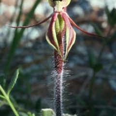 Caladenia actensis (Canberra Spider Orchid) at Hackett, ACT by jb2602