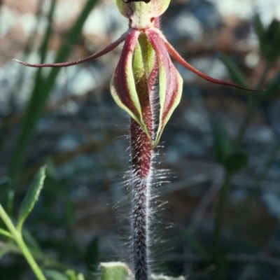 Caladenia actensis (Canberra Spider Orchid) at Hackett, ACT - 16 Sep 2021 by jbromilow50