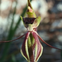 Caladenia actensis at suppressed - suppressed