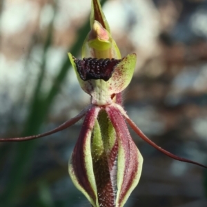 Caladenia actensis at suppressed - suppressed