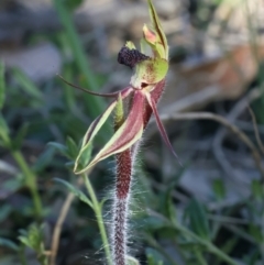 Caladenia actensis at suppressed - suppressed