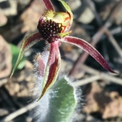Caladenia actensis (Canberra Spider Orchid) at Hackett, ACT by jbromilow50