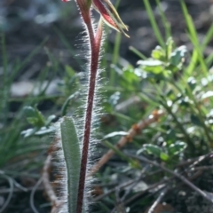 Caladenia actensis at suppressed - 16 Sep 2021