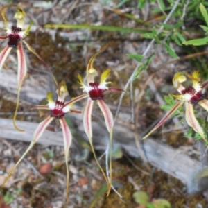 Caladenia parva at Paddys River, ACT - suppressed