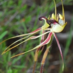 Caladenia parva at Paddys River, ACT - suppressed