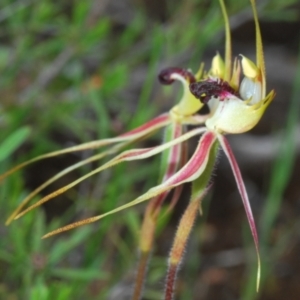 Caladenia parva at Paddys River, ACT - suppressed