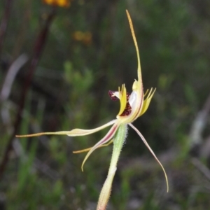 Caladenia parva at Paddys River, ACT - suppressed