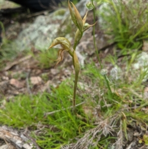 Oligochaetochilus hamatus at Williamsdale, NSW - suppressed